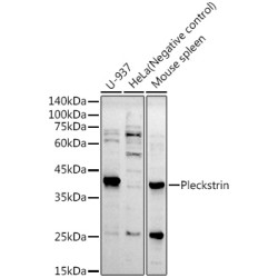 Pleckstrin Rabbit mAb