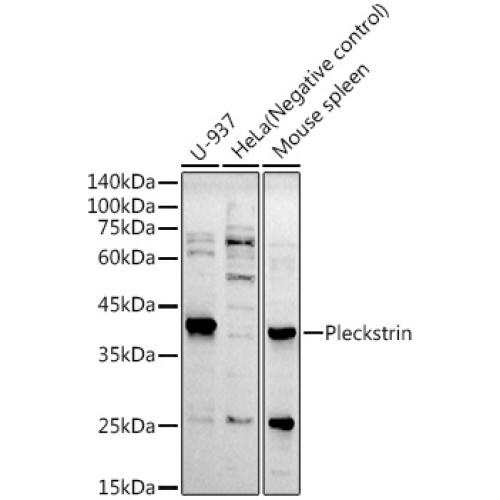 Pleckstrin Rabbit mAb