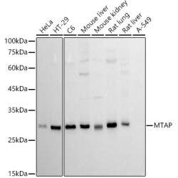 MTAP Rabbit mAb
