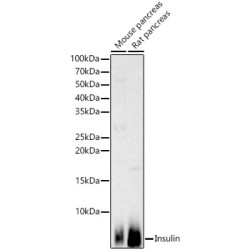 Insulin Rabbit pAb