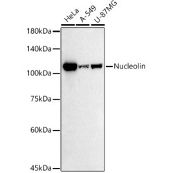 Nucleolin Rabbit mAb