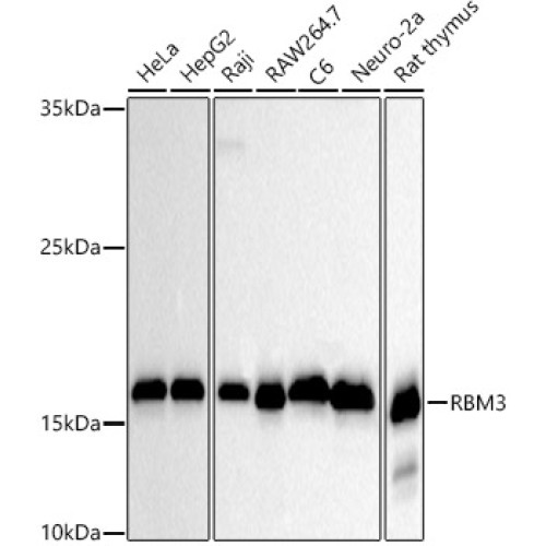 RBM3 Rabbit mAb