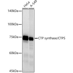 CTP synthase / CTPS Rabbit mAb