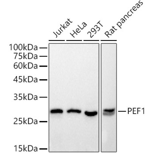 PEF1 Rabbit mAb