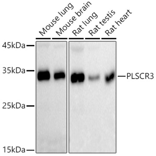 PLSCR3 Rabbit mAb