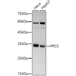 PPCS Rabbit mAb