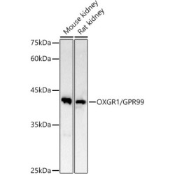 OXGR1 / GPR99 Rabbit mAb