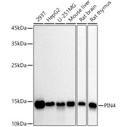 PIN4 Rabbit mAb