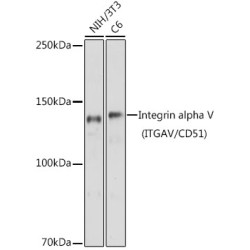Integrin alpha V (ITGAV/CD51) Rabbit pAb
