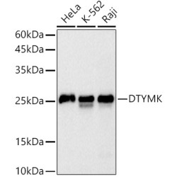 DTYMK Rabbit mAb
