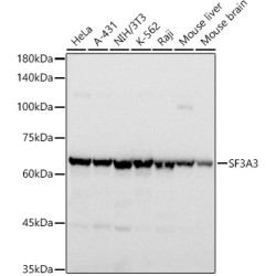 SF3A3 Rabbit mAb