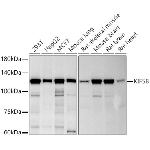 KIF5B Rabbit mAb