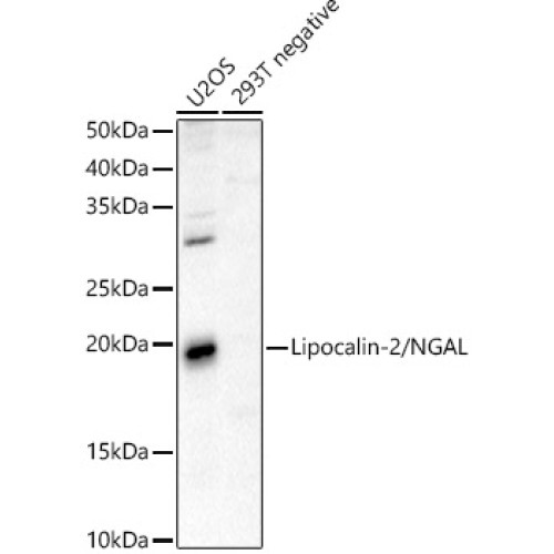 Lipocalin-2/NGAL Rabbit pAb