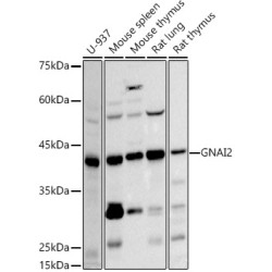 GNAI2 Rabbit mAb