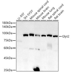 Glyt2 Rabbit mAb