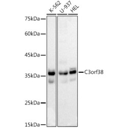 C3orf38 Rabbit mAb