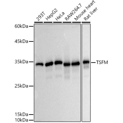 TSFM Rabbit mAb