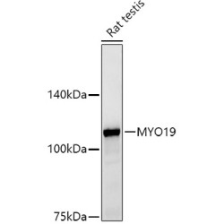 MYO19 Rabbit mAb