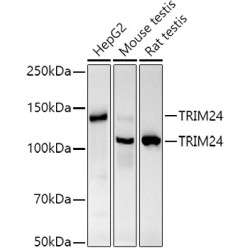 TRIM24 Rabbit mAb