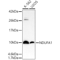 NDUFA1 Rabbit mAb