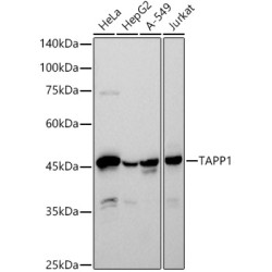 TAPP1 Rabbit mAb