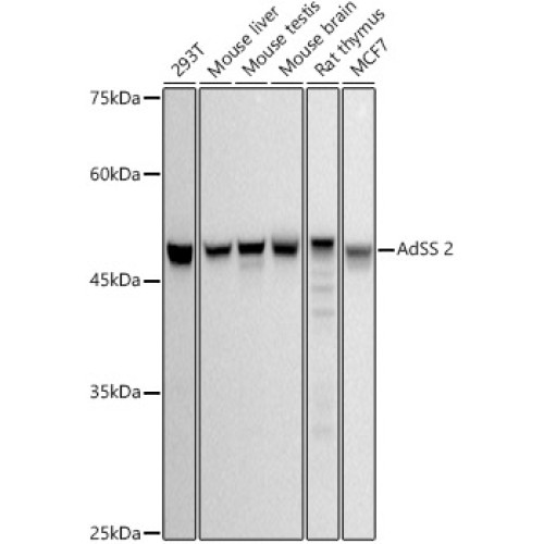 AdSS 2 Rabbit mAb