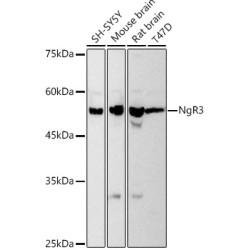 NgR3 Rabbit mAb
