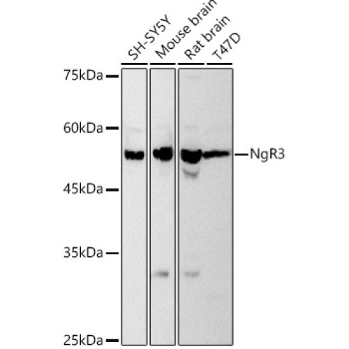 NgR3 Rabbit mAb