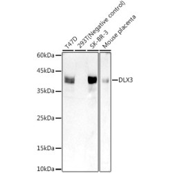 DLX3 Rabbit mAb