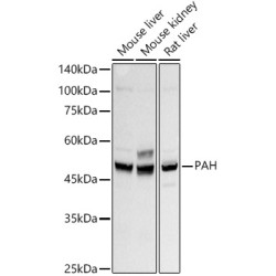 PAH Rabbit mAb