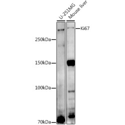 Ki67 Rabbit pAb