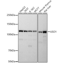 USO1 Rabbit mAb