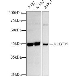 NUDT19 Rabbit mAb