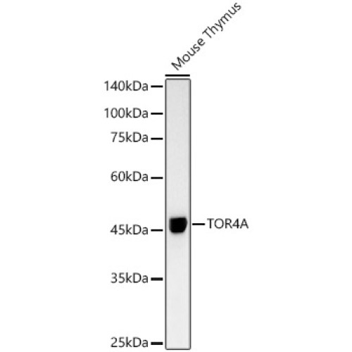 TOR4A Rabbit mAb