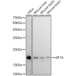eIF1A Rabbit mAb