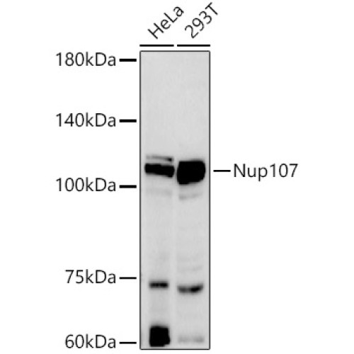 Nup107 Rabbit mAb