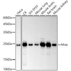 Mras Rabbit mAb
