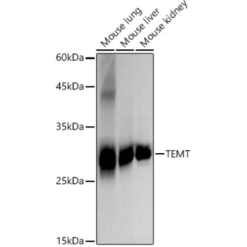 TEMT Rabbit mAb