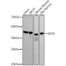 MST4 Rabbit mAb