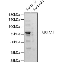 MS4A14 Rabbit mAb
