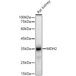 MDH2 Rabbit mAb