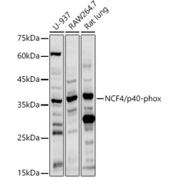 NCF4/p40-phox Rabbit pAb