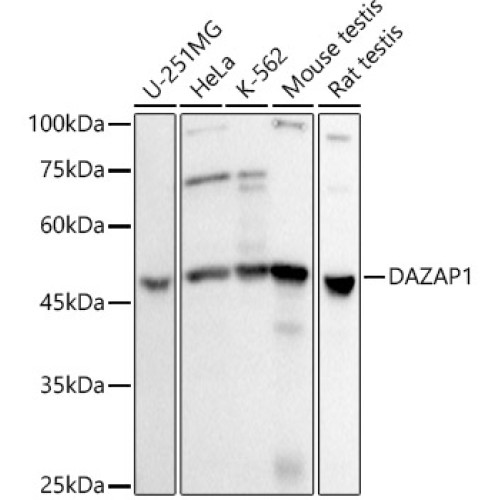 DAZAP1 Rabbit mAb