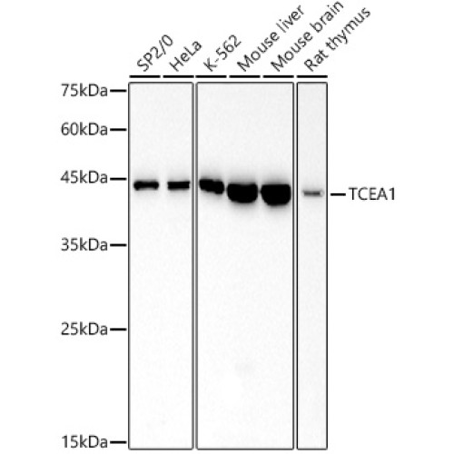 TCEA1 Rabbit mAb