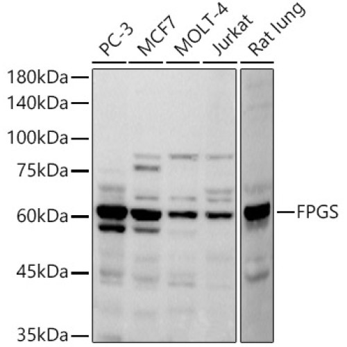 FPGS Rabbit mAb