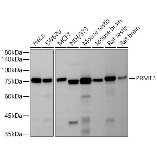 PRMT7 Rabbit mAb