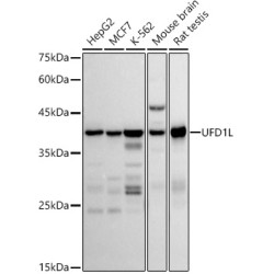 UFD1L Rabbit mAb