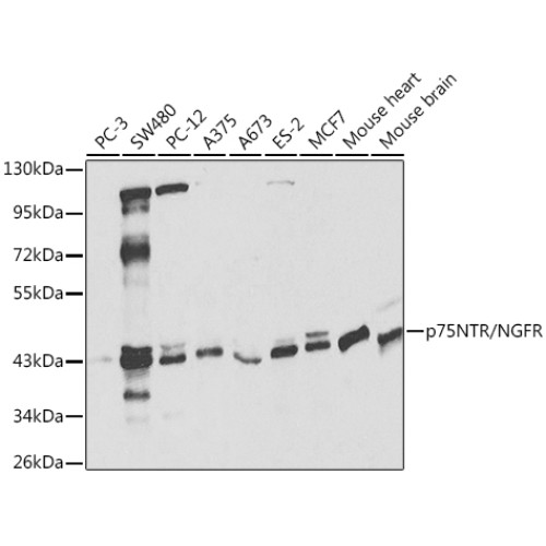 p75NTR/NGFR Rabbit pAb