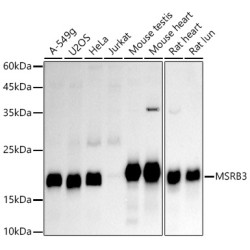 MSRB3 Rabbit mAb