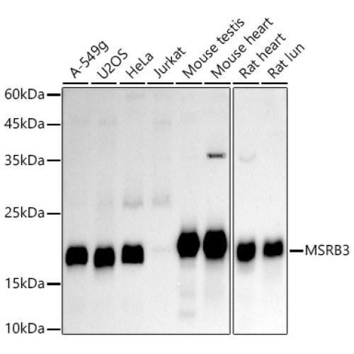 MSRB3 Rabbit mAb